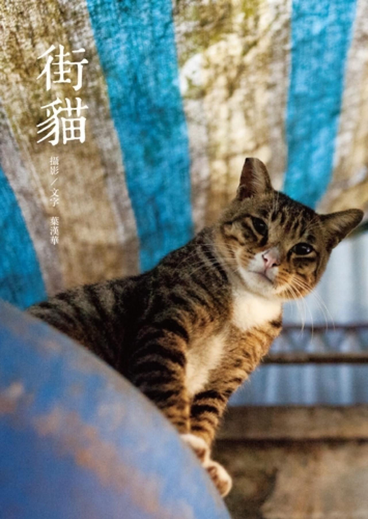 街貓 - 封面